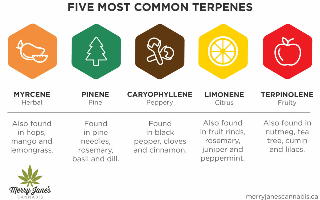 Terpenes: Are They Safe?